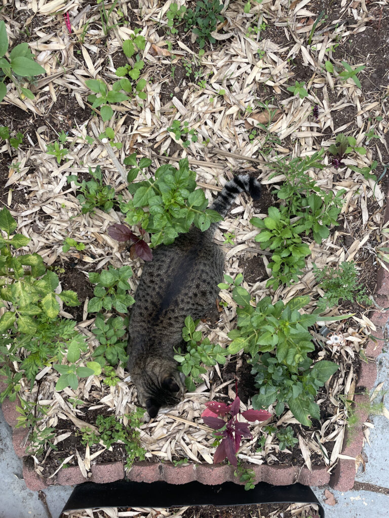 A barn cat lays in a bay area flower farms in ground bed